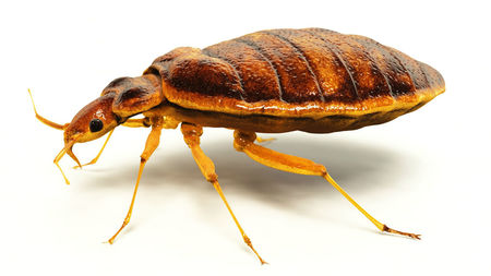 bed bug crawling in centurion