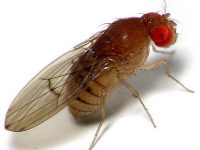 Alberton Fruit Fly